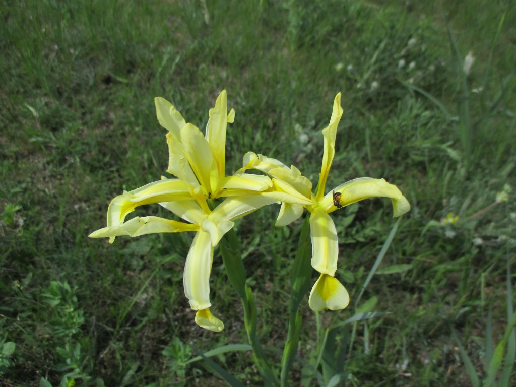 Iris halophila Pall.