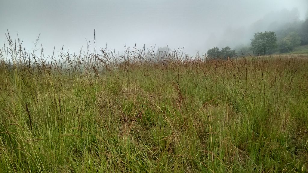 Poaceae