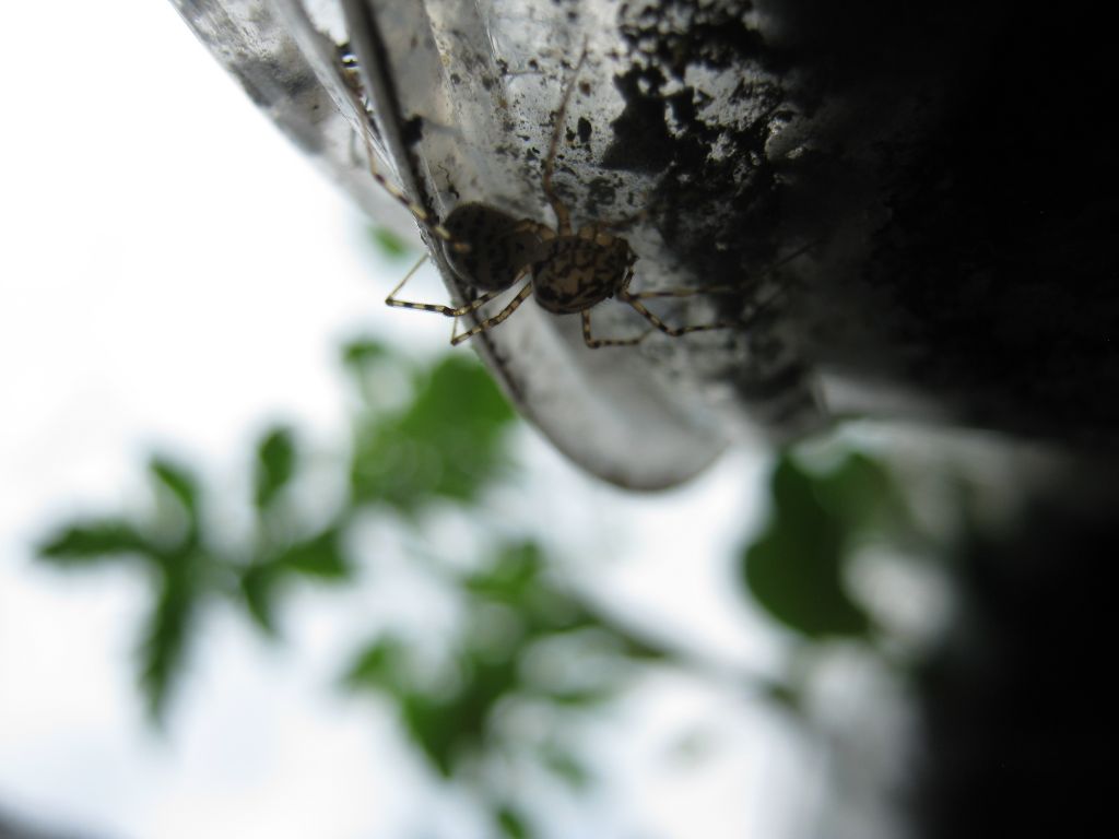 Scytodes thoracica