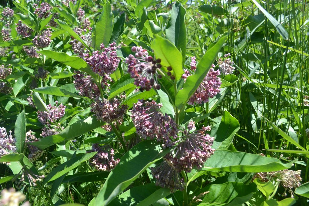 Asclepias syriaca L.