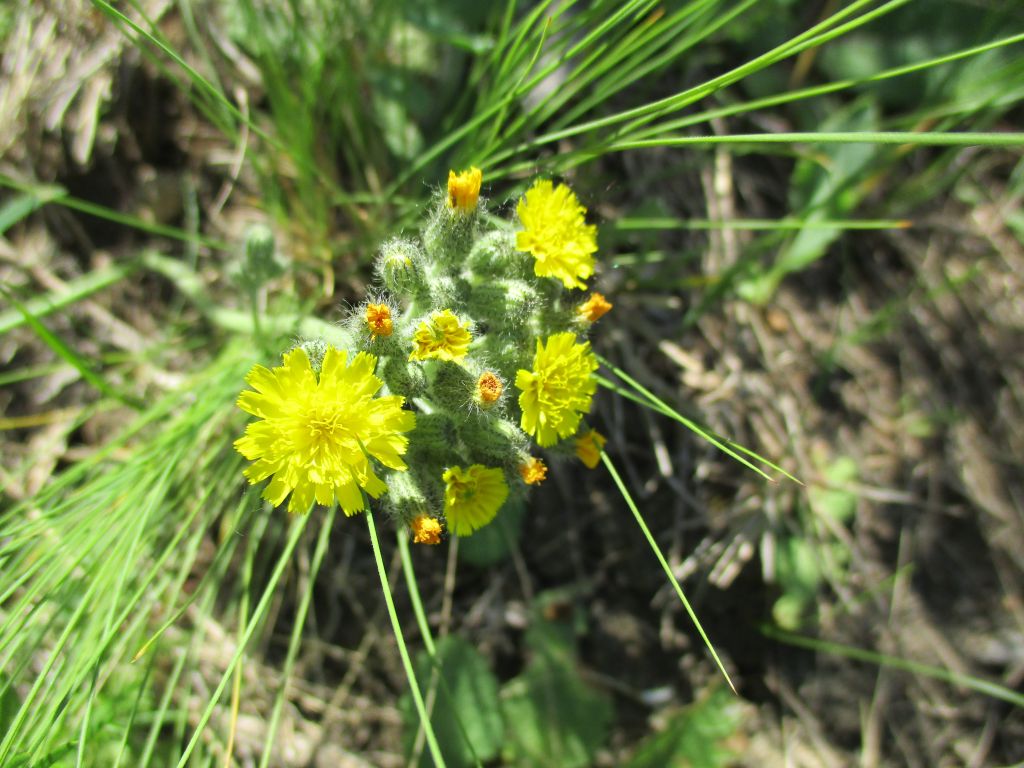 Pilosella × caespitosa (Dumort.) P.D.Sell & C.West