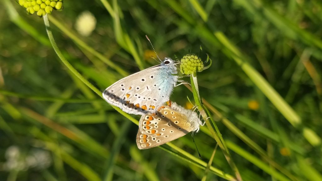 Polyommatus icarus (Rottemburg, 1775)