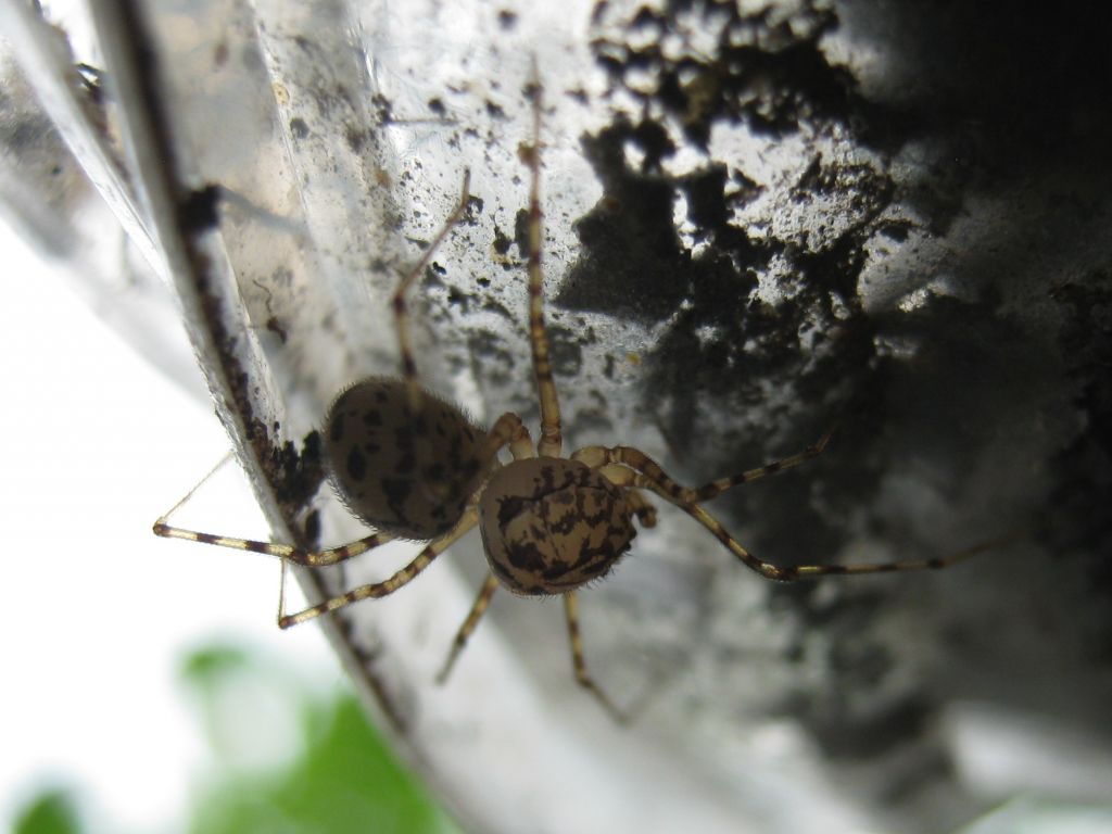 Scytodes thoracica