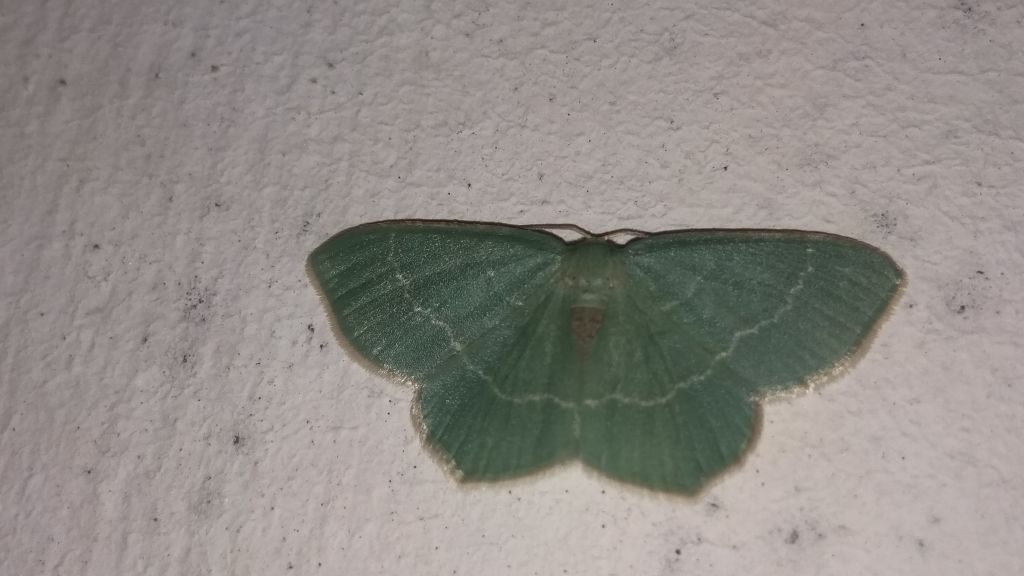 Chlorissa viridata (Linnaeus, 1758)