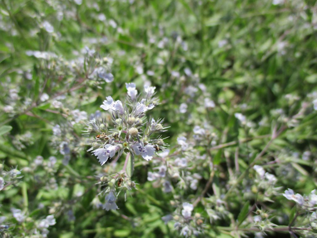 Nepeta ucranica subsp. parviflora (M.Bieb.) M.Masclans de Bolos