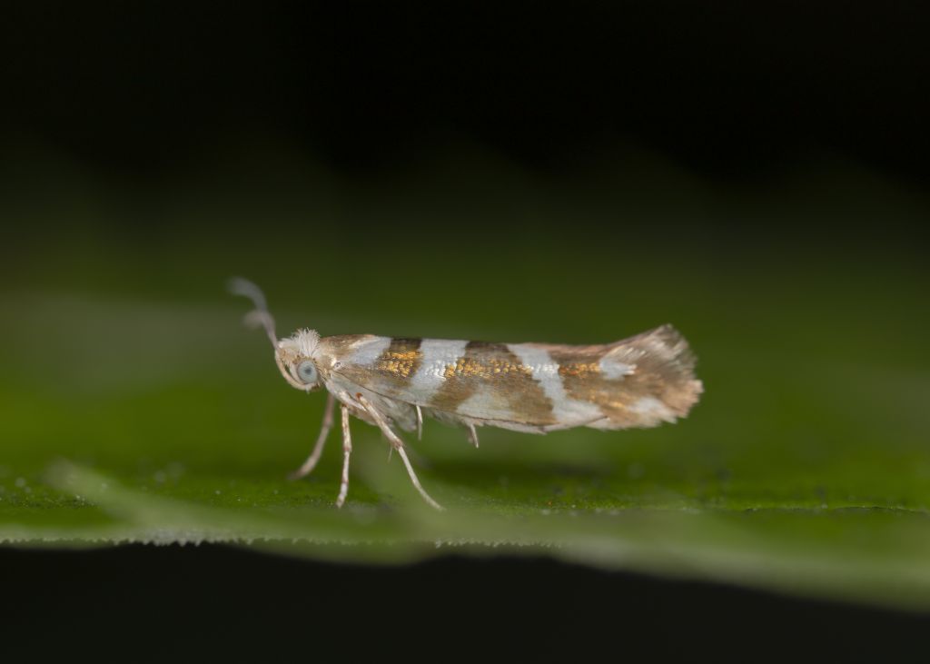 Lepidoptera
