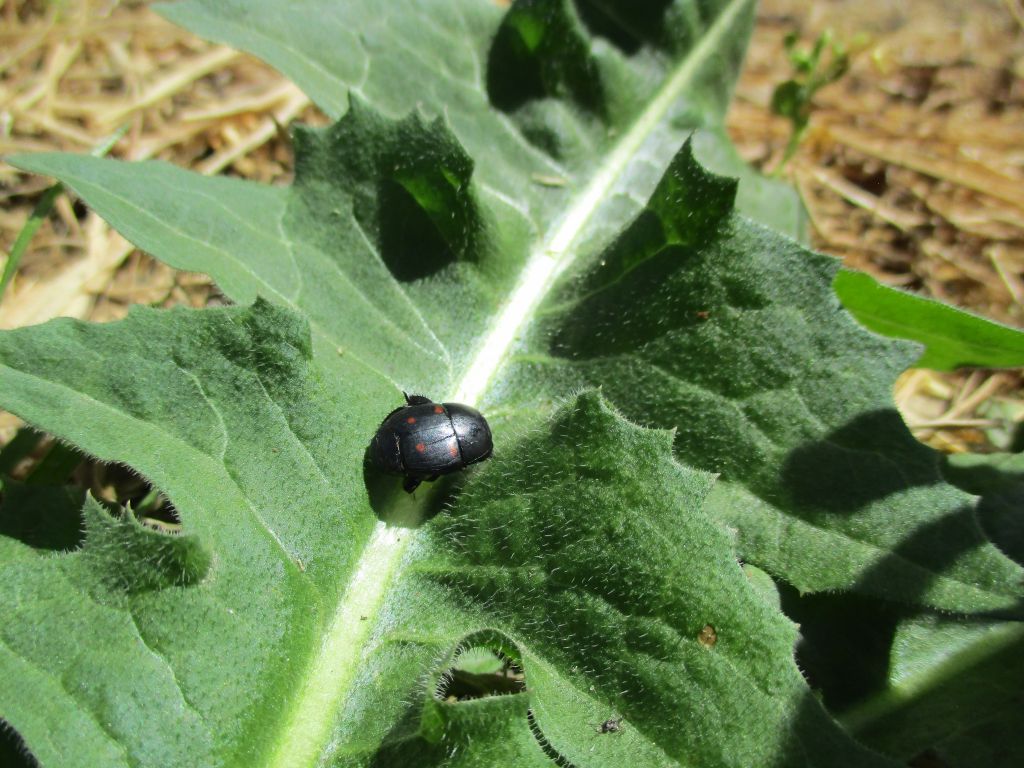 Hister quadrimaculatus Linnaeus, 1758