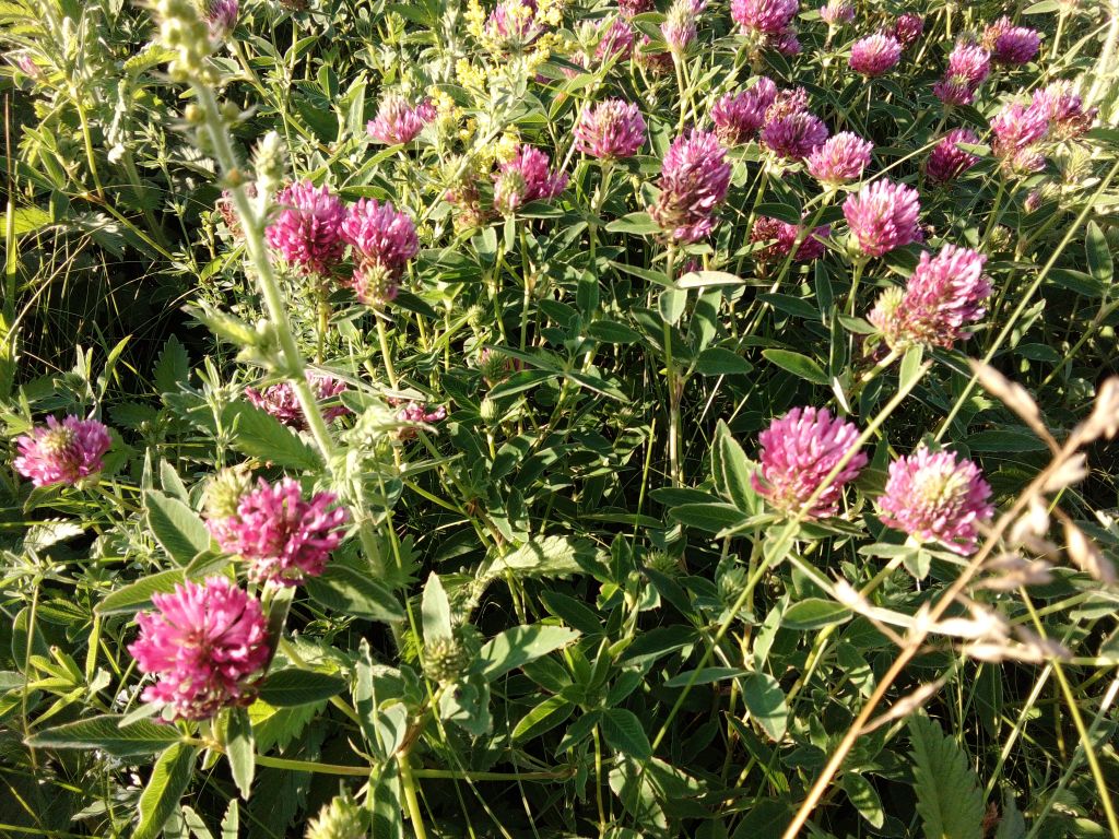Trifolium medium L.