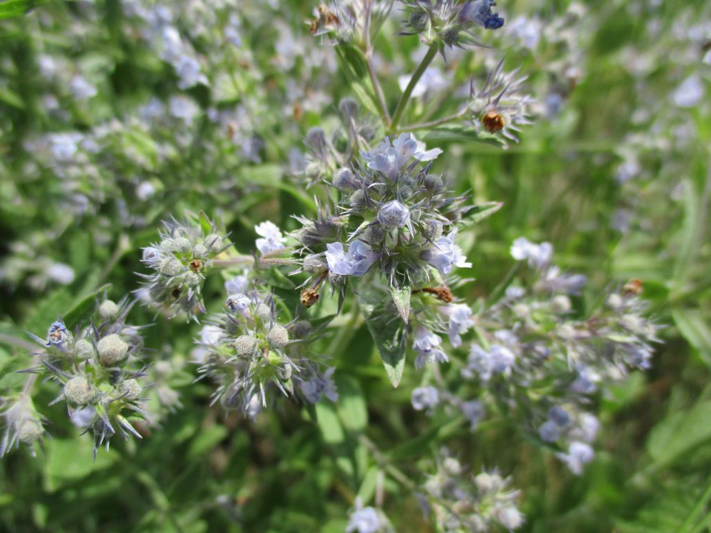 Nepeta ucranica subsp. parviflora (M.Bieb.) M.Masclans de Bolos