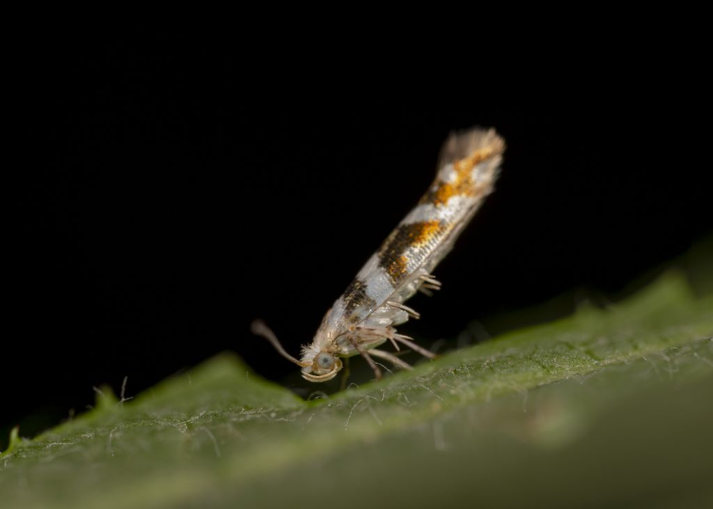 Lepidoptera