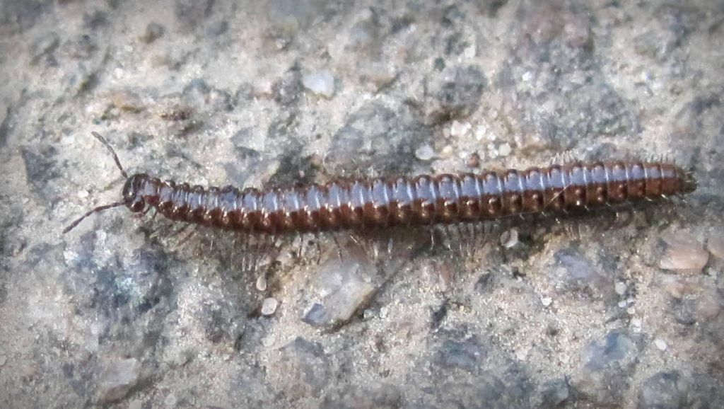 Diplopoda