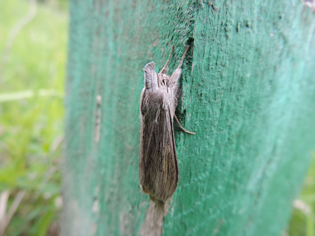 Cucullia (Cucullia) umbratica (Linnaeus, 1758)