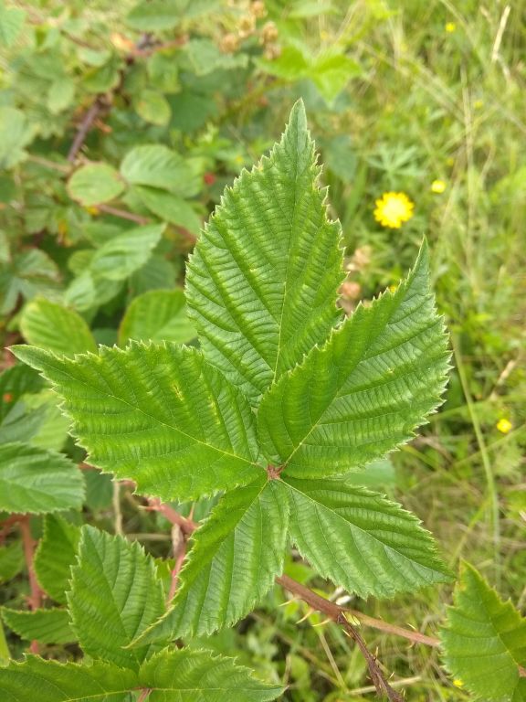 Rubus caesius L.