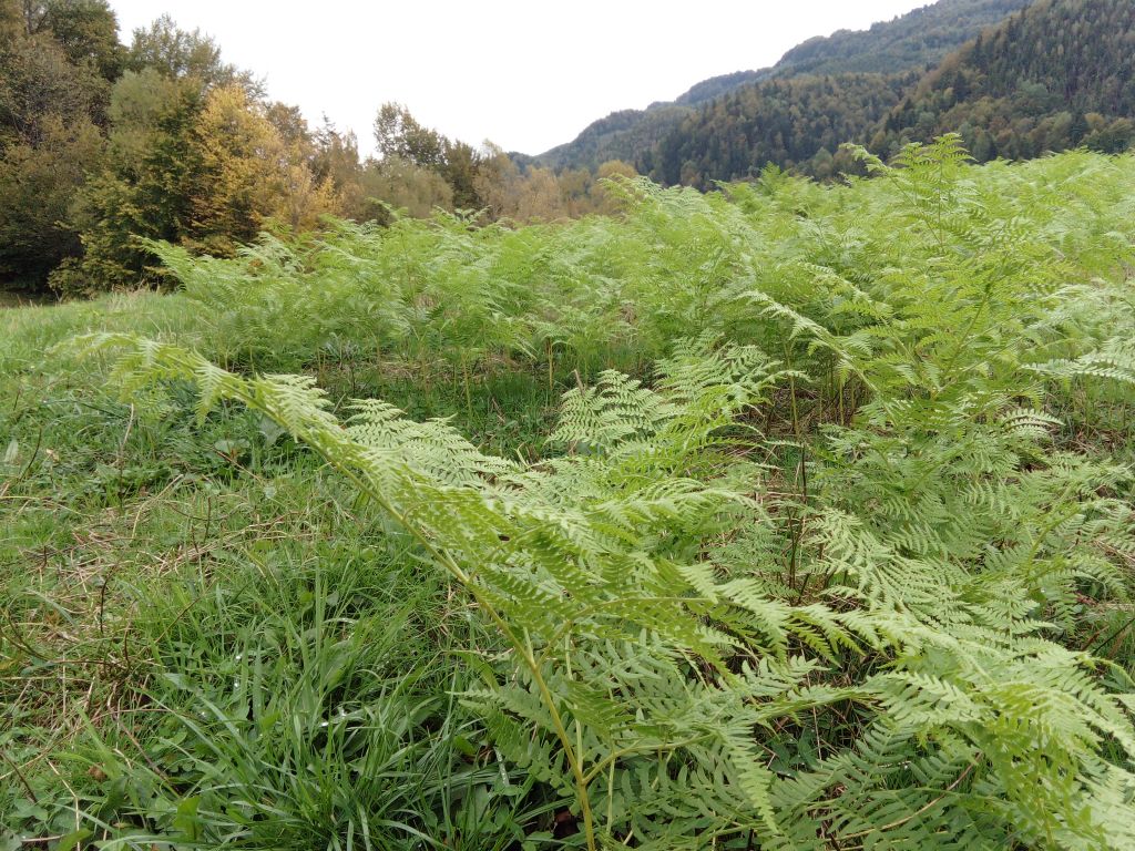 Pteridium aquilinum (L.) Kuhn