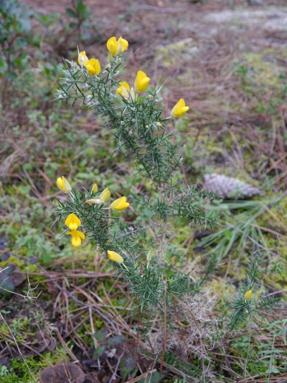 Ulex europaeus