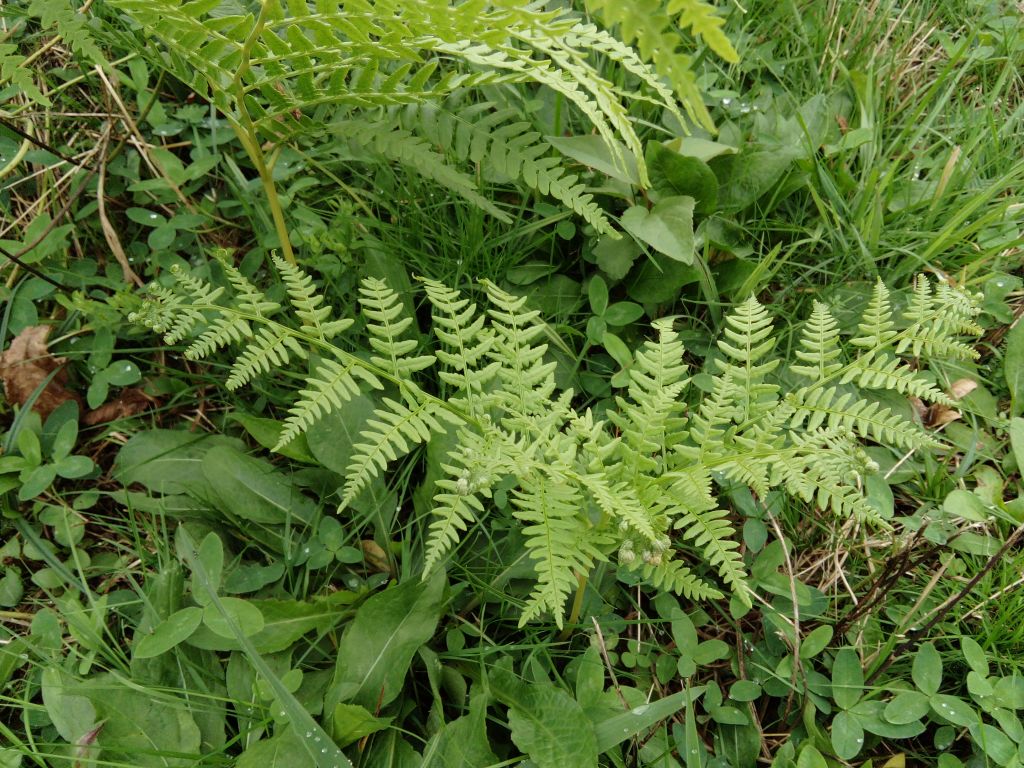 Pteridium aquilinum (L.) Kuhn