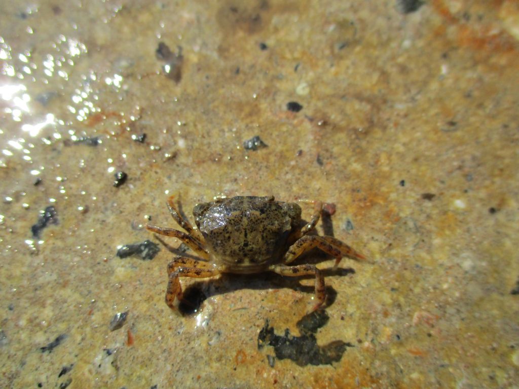 Rhithropanopeus harrisii
