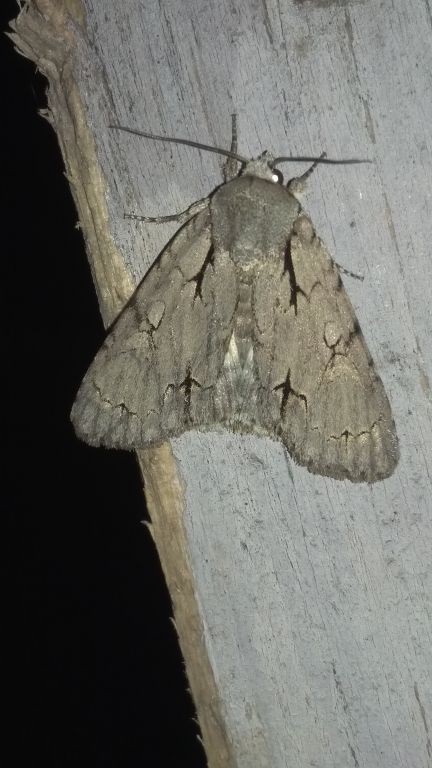Triaena
