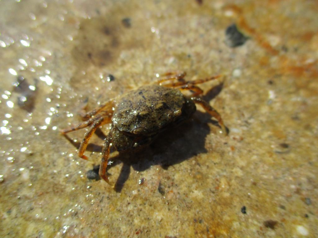 Rhithropanopeus harrisii