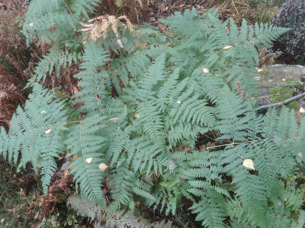 Pteridium aquilinum (L.) Kuhn