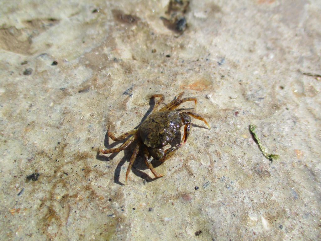 Rhithropanopeus harrisii