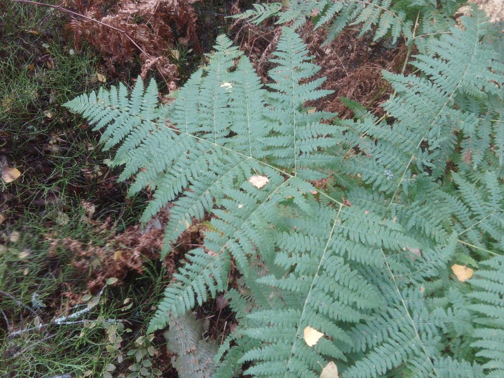 Pteridium aquilinum (L.) Kuhn