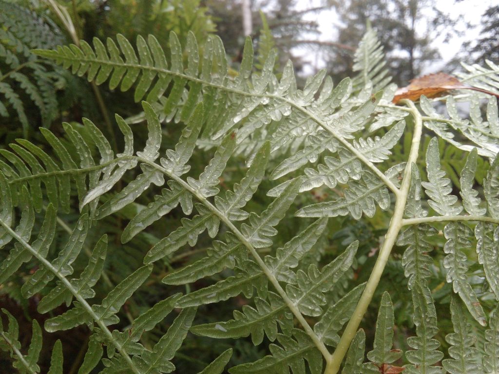 Pteridium aquilinum (L.) Kuhn
