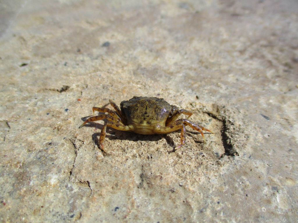 Rhithropanopeus harrisii