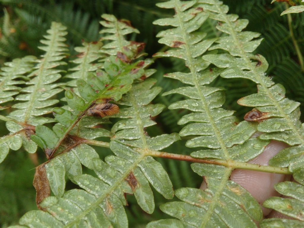 Pteridium aquilinum (L.) Kuhn