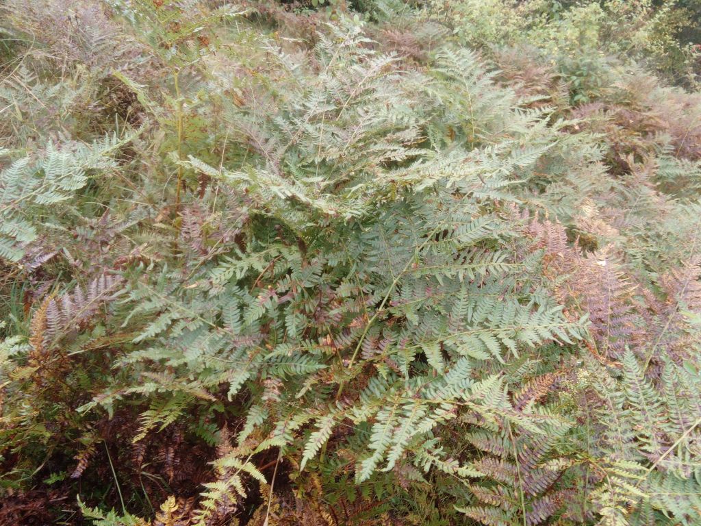Pteridium aquilinum (L.) Kuhn