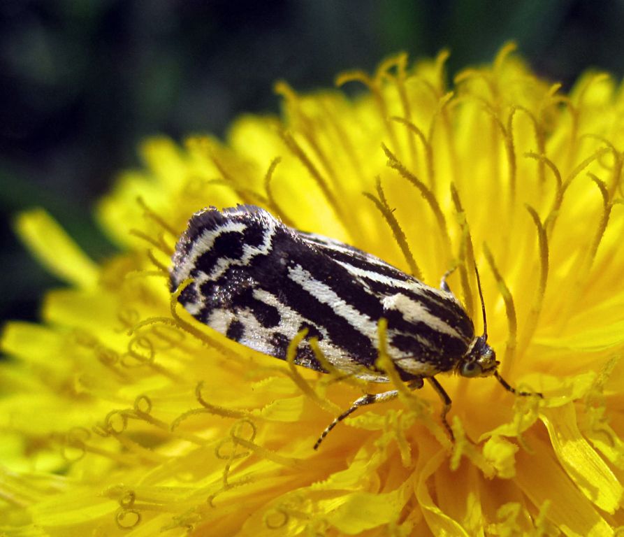 Acontia (Emmelia) trabealis (Scopoli, 1763)