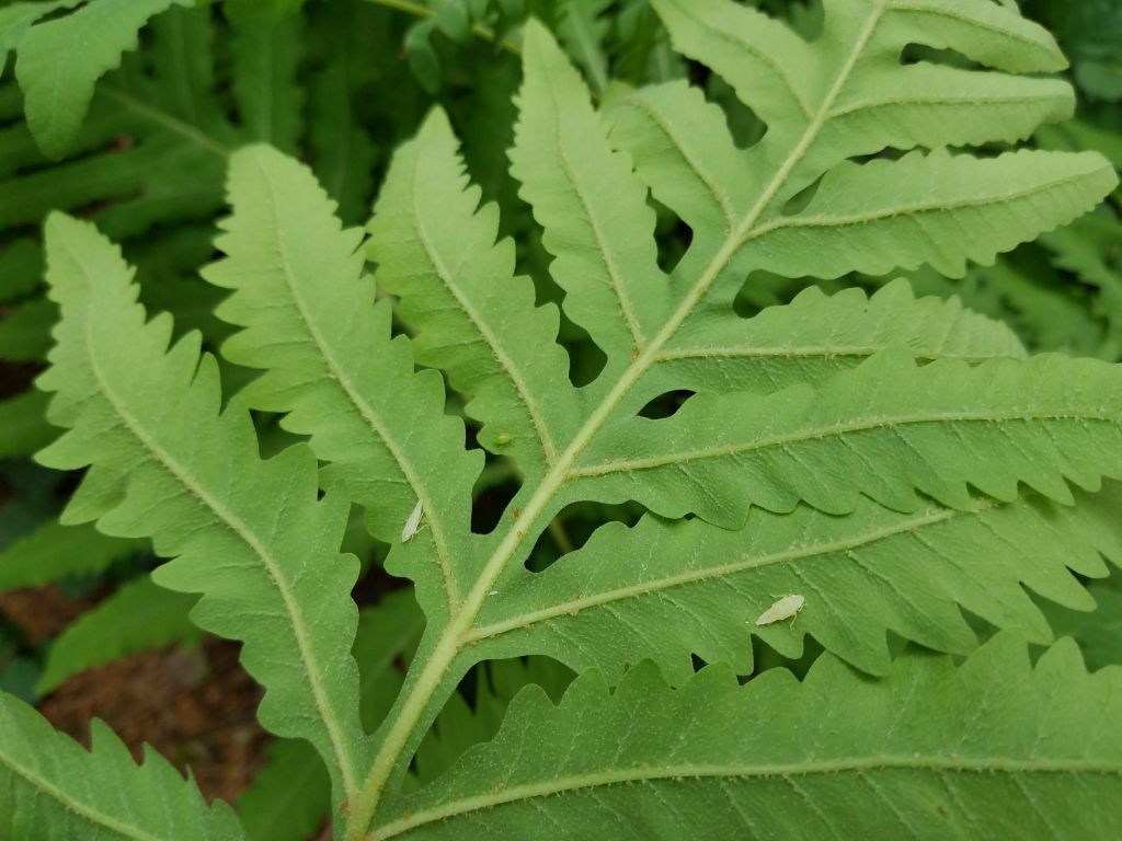Onoclea sensibilis L.