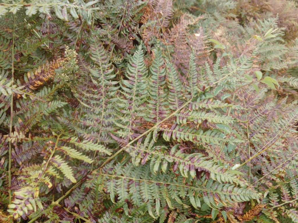 Pteridium aquilinum (L.) Kuhn