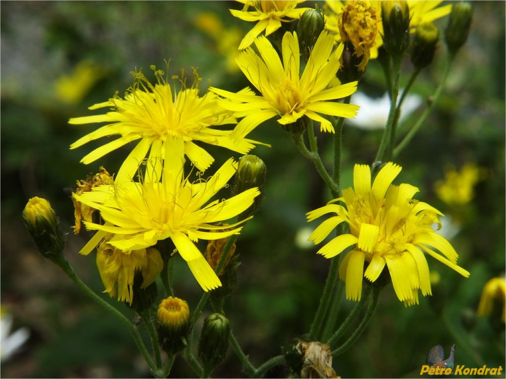 Plantae