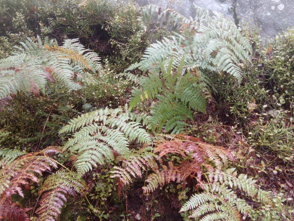 Pteridium aquilinum (L.) Kuhn