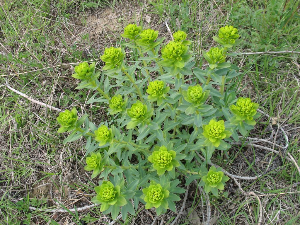 Euphorbia stepposa Zoz ex Prokh.