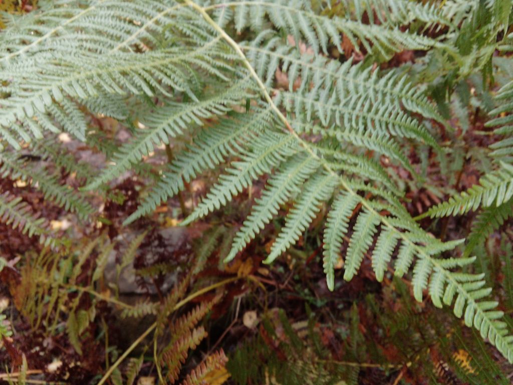 Pteridium aquilinum (L.) Kuhn