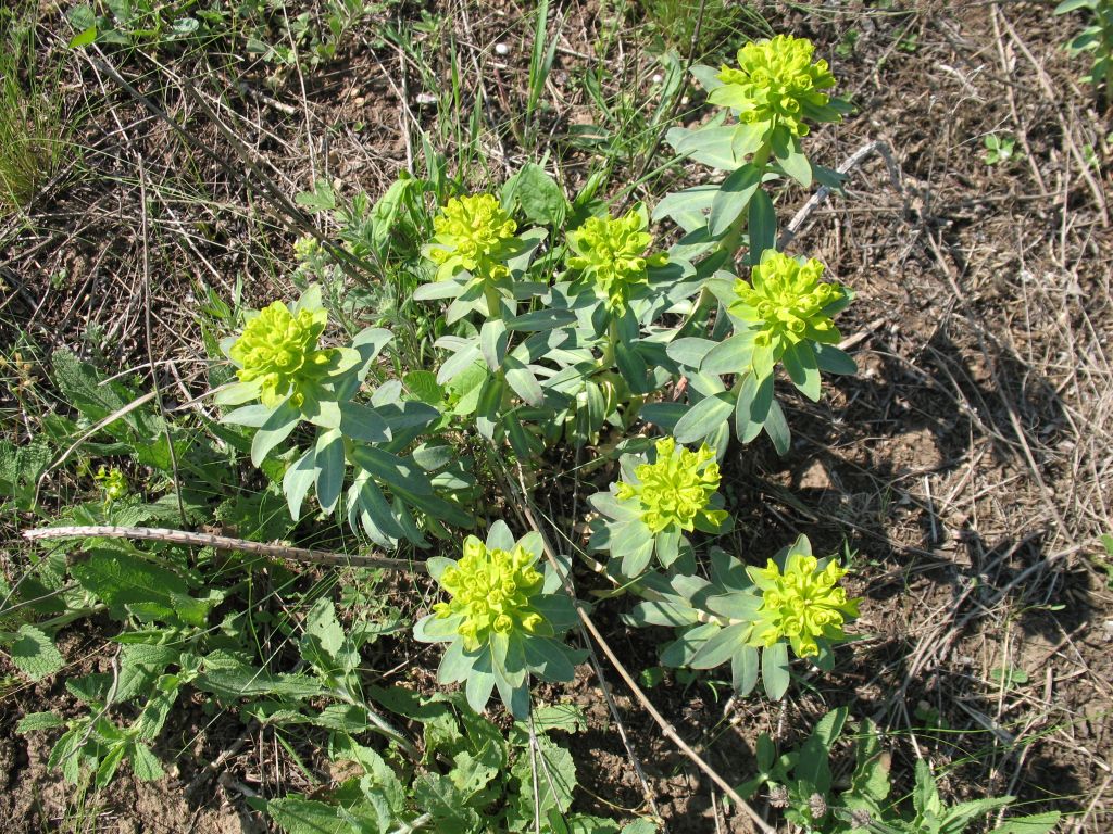 Euphorbia stepposa Zoz ex Prokh.