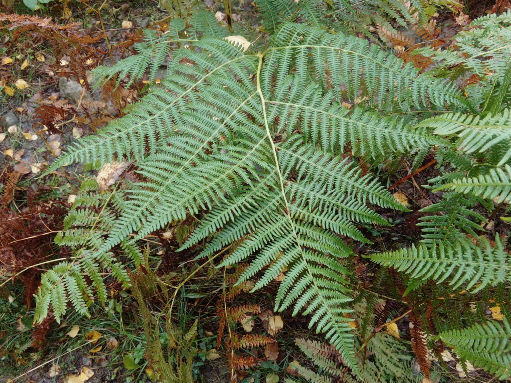 Pteridium aquilinum (L.) Kuhn
