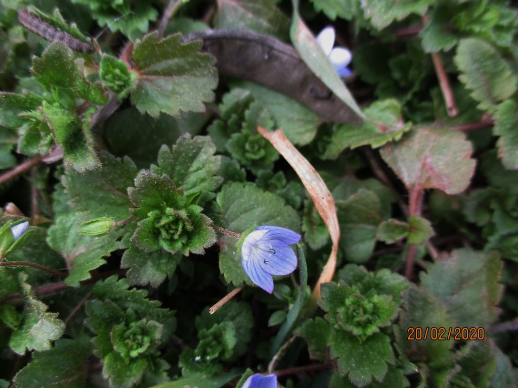 Veronica persica Poir.