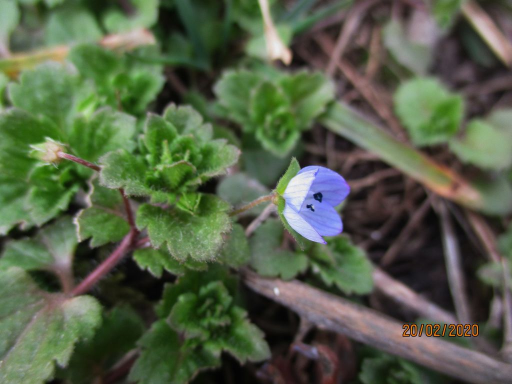 Veronica persica Poir.