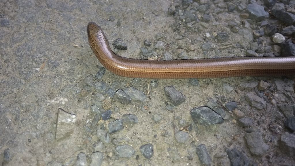 Anguis fragilis Linnaeus, 1758