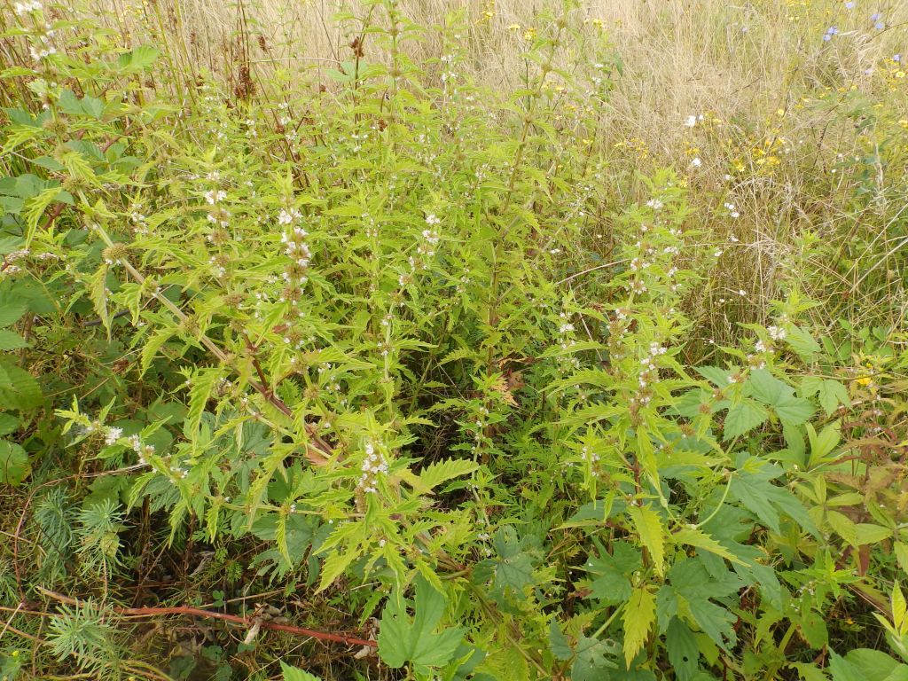 Lycopus europaeus L.