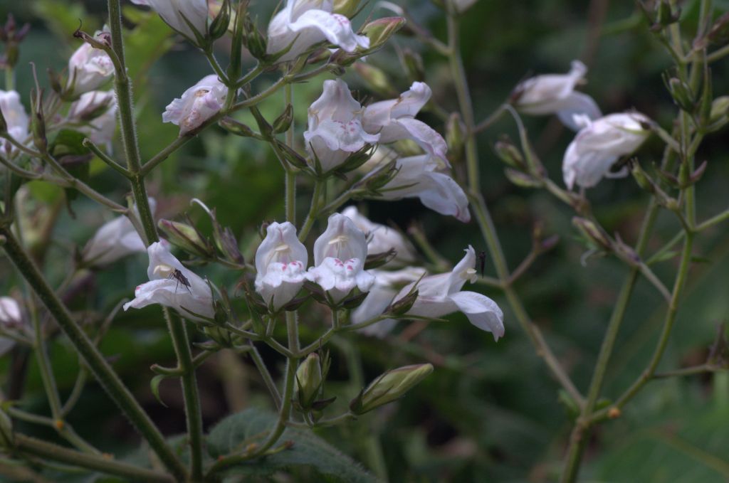 Plantae