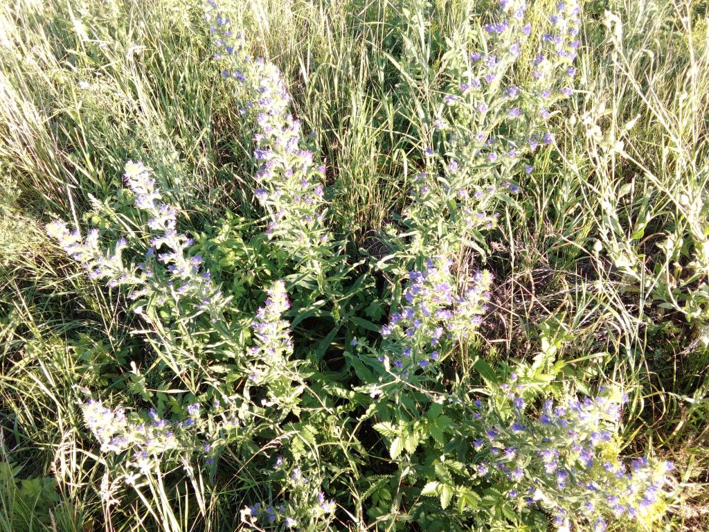 Echium vulgare L.