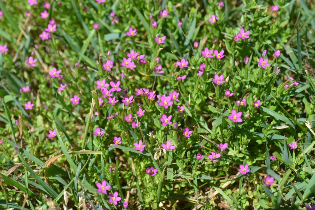 Centaurium pulchellum