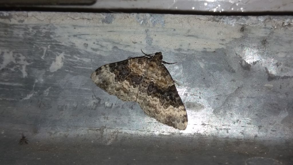 Lepidoptera