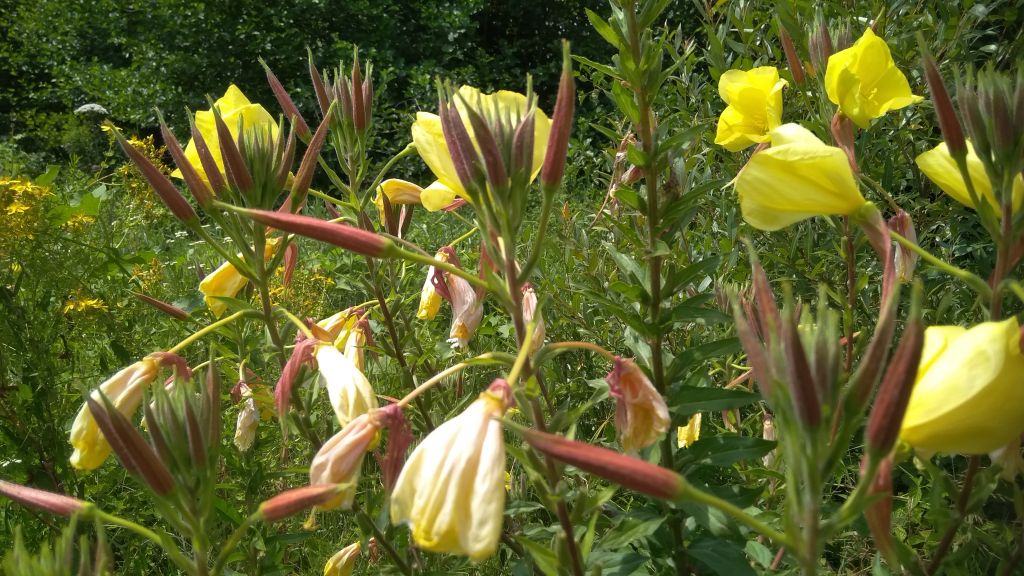 Oenothera