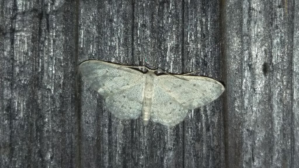 Lepidoptera