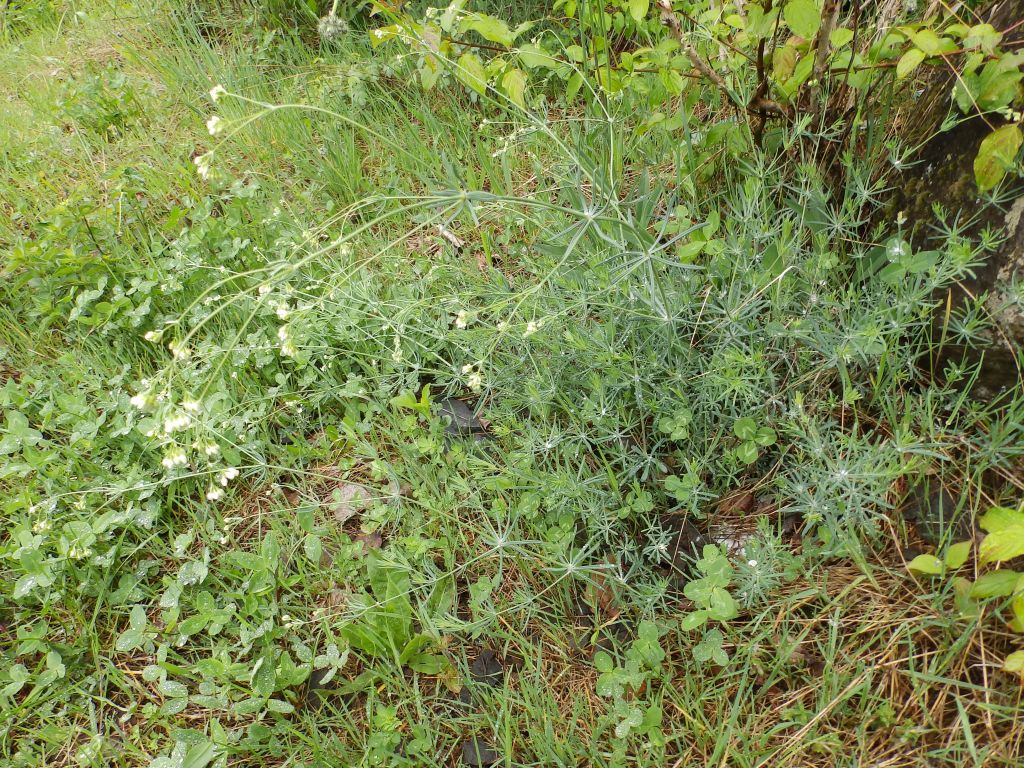 Plantae